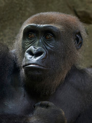 Obraz premium Western lowland gorilla (Gorilla gorilla gorilla)