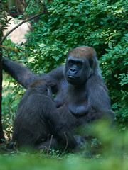Western lowland gorilla (Gorilla gorilla gorilla)
