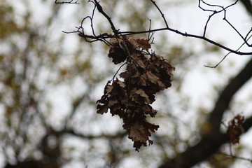 Autumn in the park