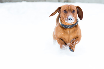 Red dog breed Dachshund runs through the snow, with a snowy nose