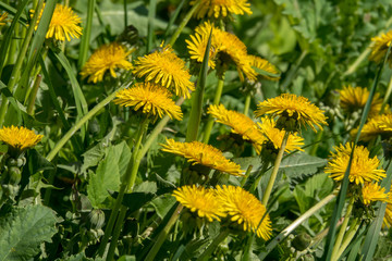 Close-up view of field of dandelions