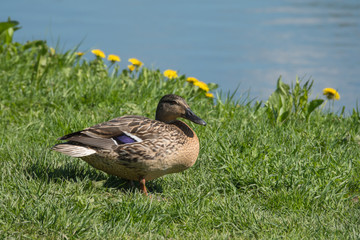 Resting mallard