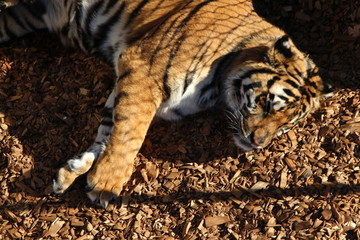 tiger in zoo