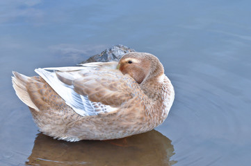 Resting goose on the shore of the pond. Private farm.