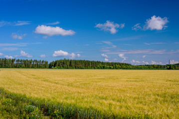 Obraz premium Beautiful meadow on blue sky background with clouds. Typical summer landscape near town of Kouvola, Finland