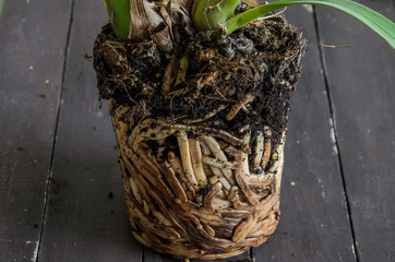Interlaced home orchid flower roots