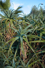 Aloe arborescens