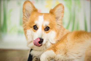 Dog corgi red color with his tongue out sticker close-up portrait