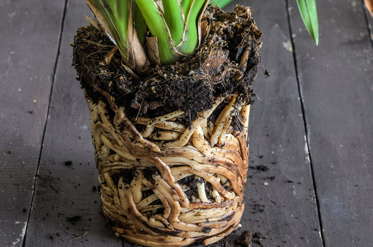 Fototapeta Interlaced home orchid flower roots