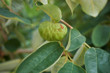 Fototapeta premium Annona cherimola 