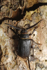 beetle on tree trunk