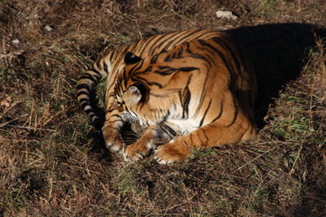 tiger in zoo