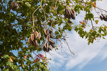Brachychiton acerifolius