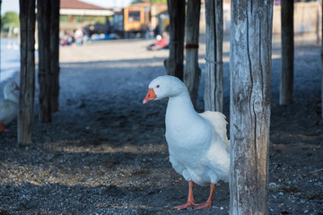 Bird on the shore of Lake Bracciano