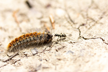 chenille