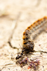 chenille