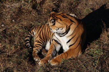 tiger