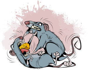 Rats fighting over prey