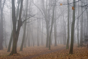 Fog in the autumn park