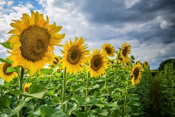 Sunflowers on the background of a cloudy sky. Field of blooming sunflowers on a background sunset. Sunflowers in a stormy day.