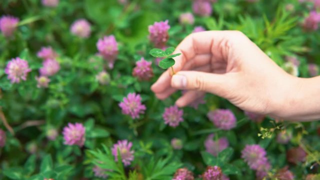 A female hand turns a four-leafed clover, a symbol of luck, over pink flowers, close-up.