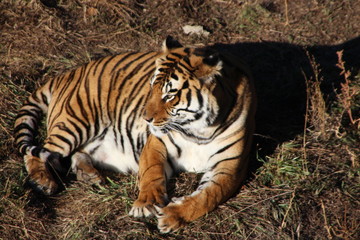 tiger