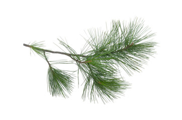 Green pine tree branch isolated on white background. - obrazy, fototapety, plakaty