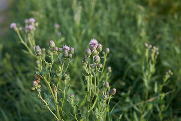 Cirsium arvense