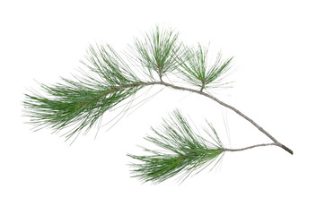 Green pine tree branch isolated on white background.