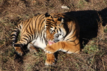 tiger in zoo
