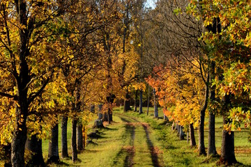 Naklejka premium Avenue of trees in Aigen Schlaegl, Austria