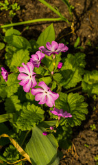 Pink flowers Primroses (Primula Vulgaris) in early spring in the garden