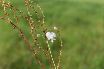 Field Flower