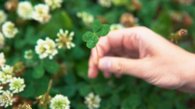 A female hand turns a four-leafed clover, a symbol of luck, over white flowers, close-up.