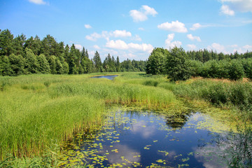 The river rushes through the reed field to the forest, and its water reflects the white clouds