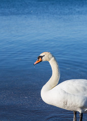 Fototapeta na wymiar Bird on the shore of Lake Bracciano