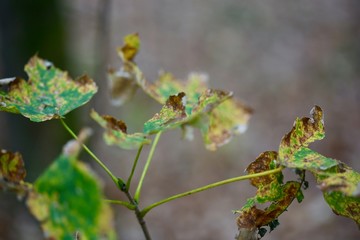 Herbst Blätter am Baum, an Ästen und auf dem Boden