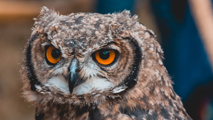 Cute owl portrait