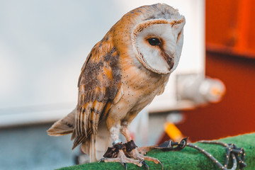 Cute owl portrait