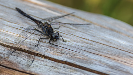Macro of dragonfly on wood
