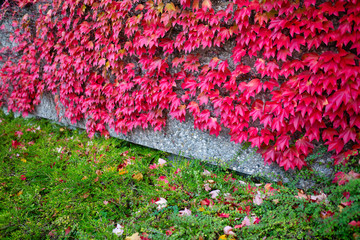 red leaf in autumn on the wall