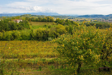 Fototapeta na wymiar The autumn landscape in the Collio vineyard area of Friuli Venezia Giulia, north west Italy. Taken near to Abbazia di Rosazzo Abbey 