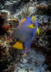 Maldives. Fish Royal Caribbean angel is often found on coral reefs.