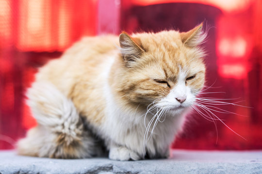 A red-haired white homeless cat lies on the city street.