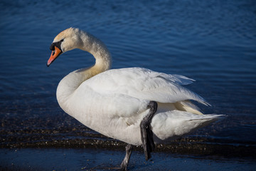 Bird on the shore of Lake Bracciano