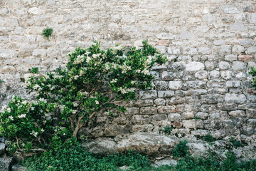 Blooming green tree with white flowers on a stone wall background.