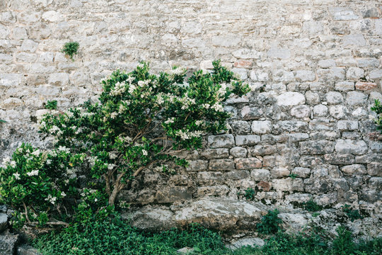 Blooming Green Tree With White Flowers On A Stone Wall Background.