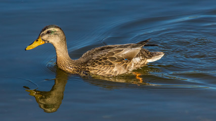 Duck swimming with reflections