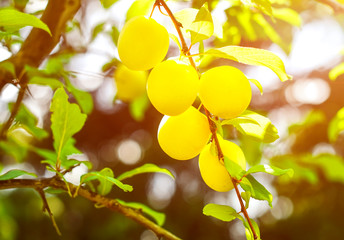 Yellow plums on branch in sun light