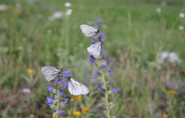 Butterflies and flowers
